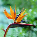 8 Bird Of Paradise seeds, Ophalen of Verzenden, Volle zon