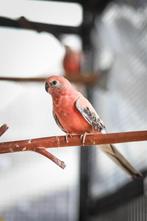 Bourke en Turquoisine; neophema's in allerlei kleuren!, Dieren en Toebehoren, Meerdere dieren, Parkiet