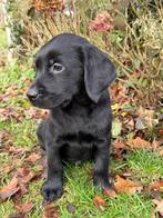 Golden retriever x labrador pups, Rabiës (hondsdolheid), 8 tot 15 weken, Meerdere, Meerdere dieren
