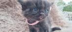 Ragdol kittens, Dieren en Toebehoren, Katten en Kittens | Overige Katten