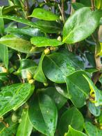 Camelia zuilvorm extra maat, Halfschaduw, Overige soorten, Lente, 100 tot 250 cm