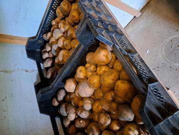 Heerlijke aardappels: parel en frieslander.  beschikbaar voor biedingen