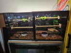 Couple morelia viridis sorong, Dieren en Toebehoren, Reptielen en Amfibieën, Slang