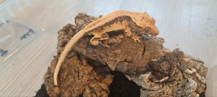 Leuke Lilly White wimpergekko vrouwtje