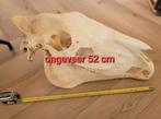 Enorme grote schedel paard met holster - skull- geraamte, Ophalen of Verzenden, Paard, Schedel