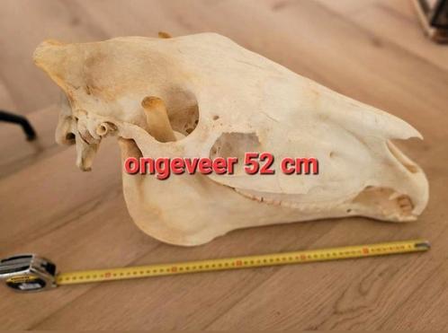 Enorme grote schedel paard met holster - skull- geraamte, Verzamelen, Dierenverzamelingen, Schedel, Paard, Ophalen of Verzenden