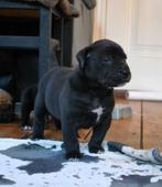 Boerboel pups met stamboom raszuiver, Dieren en Toebehoren, Honden | Bulldogs, Pinschers en Molossers, CDV (hondenziekte), Meerdere