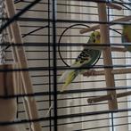 Parkiet man, Dieren en Toebehoren, Vogels | Parkieten en Papegaaien, Mannelijk, Parkiet