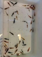 Uitgeselecteerde garnalen mix ( neo caridina), Dieren en Toebehoren, Vissen | Aquariumvissen, Kreeft, Krab of Garnaal, Zoetwatervis