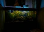 Juwel Rio 180, Ophalen, Gebruikt, Gevuld zoetwateraquarium