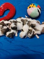 lieve ,leuke raszuivere shih tzu pups, Dieren en Toebehoren, Overige rassen, Meerdere, Meerdere dieren, Nederland