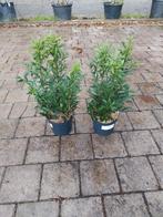Prunus laurocerasus Sofia, Vaste plant, Halfschaduw, Lente, Ophalen