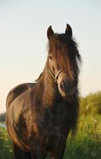 Te koop lieve grote shetlander ruin, Gechipt, Ruin, Niet van toepassing, A pony (tot 1.17m)