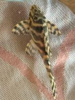 L333 Sp.gold/yellow, Vis