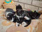 Boerderij kittens te koop, Dieren en Toebehoren, Katten en Kittens | Overige Katten, Meerdere dieren, Kortharig, 0 tot 2 jaar