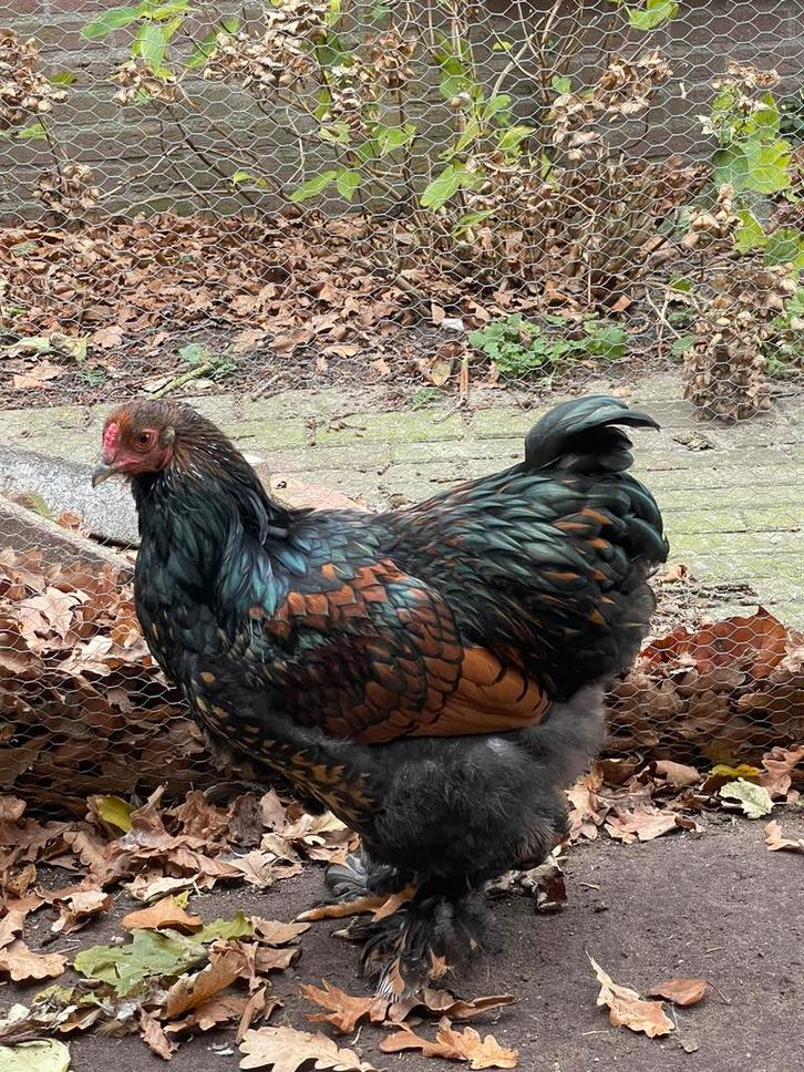 Brahma kip, Dieren en Toebehoren, Pluimvee, Kip, Mannelijk