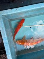 Goudwindes winde goudvis vis vissen vijver, Karper of Koi