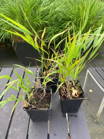 Hakonechloa macra (30 stuks) beschikbaar voor biedingen