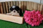 Boomer pups maltezer shih tzu lhasa apso teckel puppy hond, Nederland, Overige rassen, CDV (hondenziekte), 8 tot 15 weken