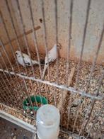 Koppel bonte diamantduiven, Meerdere dieren, Tropenvogel