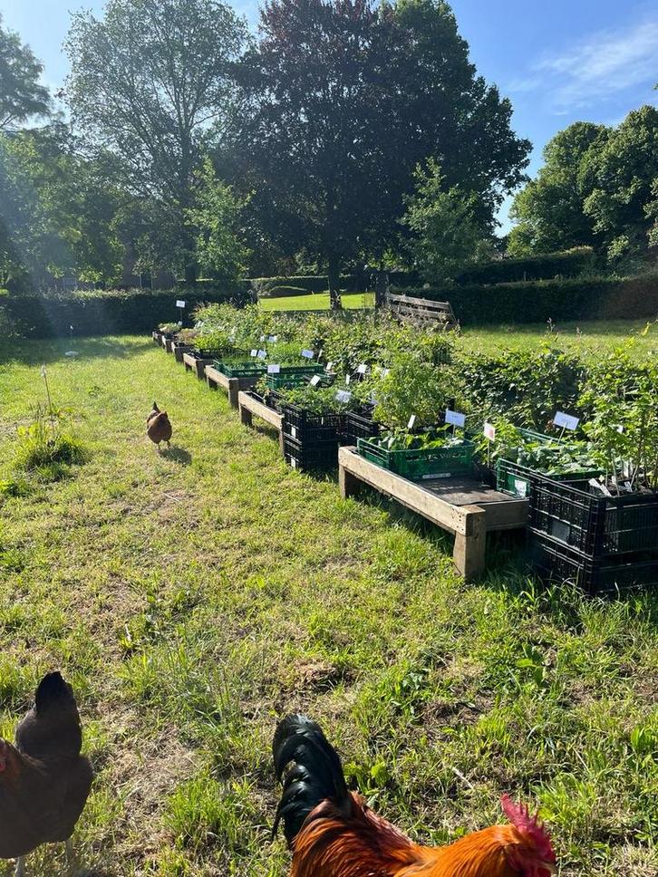 Houten Kweekbakken - Ideaal voor Tuinieren!, Tuin en Terras, Kweekspullen, Gebruikt, Kweekbak, Ophalen