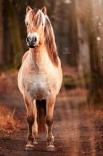 Prachtige fjord merrie!, Dieren en Toebehoren, Pony's, Merrie, D pony (1.37m tot 1.48m), 3 tot 6 jaar