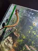 Wimpel aal 4 stuks, Dieren en Toebehoren, Vis, Zoetwatervis