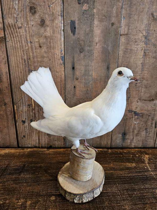 opgezette witte duif ``WOONWINKEL RUSTIEK``, Ophalen of Verzenden, Nieuw, Vogel, Opgezet dier