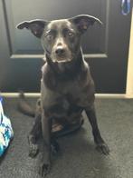 Tina lief teefje, Dieren en Toebehoren, Honden | Niet-rashonden, 6 jaar of ouder, Particulier, Rabiës (hondsdolheid), Buitenland