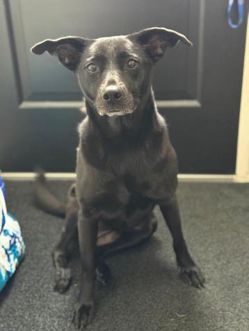 Tina lief teefje  beschikbaar voor biedingen