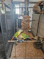 2x Pyrrhura molinae incl grote kooi, Dieren en Toebehoren, Vrouwelijk, Parkiet, Geringd