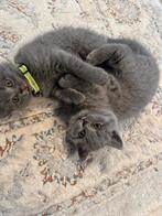 100% britse korthaar kittens, 2 poesjes over., Poes, Ontwormd