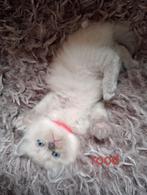 Te koop: Raszuivere Ragdoll kittens., Dieren en Toebehoren, Katten en Kittens | Raskatten | Langhaar, Meerdere dieren, Gechipt