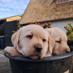 Labrador pups blond, Nederland, Labrador retriever, Meerdere, Meerdere dieren
