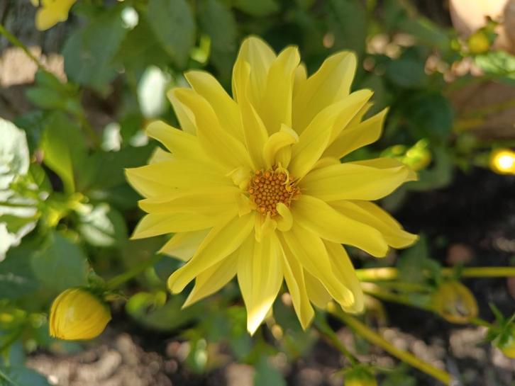 2 dahliaknollen geel, Tuin en Terras, Bloembollen en Zaden, Volle zon, Ophalen