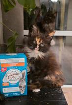 Maine coon kitten, Dieren en Toebehoren, Katten en Kittens | Raskatten | Langhaar, Poes, Gechipt, 0 tot 2 jaar