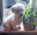 Hond Maltezer, 6 jaar of ouder, Maltezer, Particulier, Reu