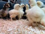 Witte brahma kuikens, Dieren en Toebehoren, Pluimvee, Geslacht onbekend, Kip