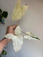 Syngonium albo variegata, gewortelde stek, Huis en Inrichting, Kamerplanten, Ophalen of Verzenden, Overige soorten, Minder dan 100 cm