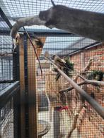 Bastaard putters te koop, Dieren en Toebehoren, Vogels | Kanaries, Meerdere dieren, Bastaard