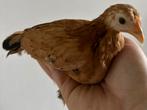 sabelpoot kriel hennen roodbruin zwart sabelpootkriel kip, Dieren en Toebehoren, Vrouwelijk, Kip