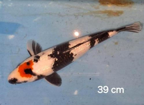 Leuke tancho Showa 39 cm, Dieren en Toebehoren, Vissen | Vijvervissen, Karper of Koi