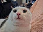 Lieve kater, Dieren en Toebehoren, Katten en Kittens | Overige Katten, Kater