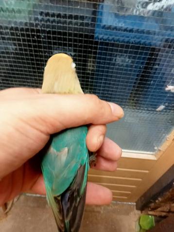 Prachtige piep jonge agapornis fisheri YF turquoise pop beschikbaar voor biedingen