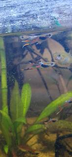 Endler guppies, Dieren en Toebehoren, Vis
