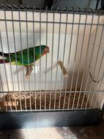 Gevraagd Swiftparkiet poppen. Zie omschrijving, Dieren en Toebehoren, Vrouwelijk, Parkiet, Geringd
