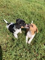 Laagbenige Jack russel pups, Dieren en Toebehoren, Honden | Jack Russells en Terriërs, België, Particulier, Jack Russell Terriër