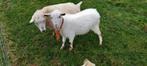 Witte dekbok, bok., Dieren en Toebehoren, Schapen, Geiten en Varkens, Mannelijk, Geit