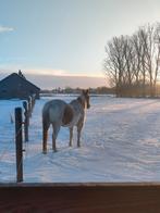 2 plekjes vrij op pensionstal in Doorn