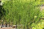 Pennisetum Hameln siergras, Ophalen, Vaste plant, Siergrassen, Halfschaduw
